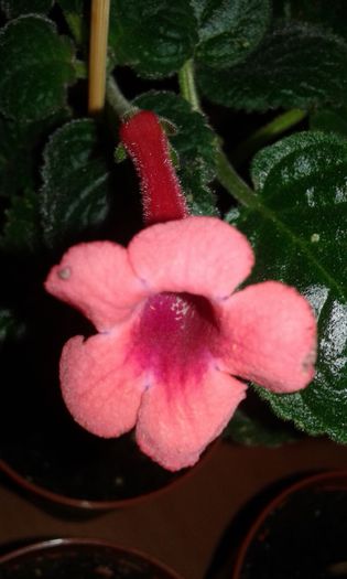 20150926_175346 - SINNINGIA 2015
