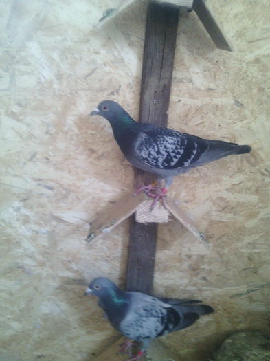 F-2012 /F-2014 - Poze 2