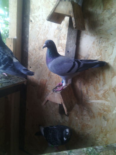 F-2015 UCP/F-2014 - Poze 2