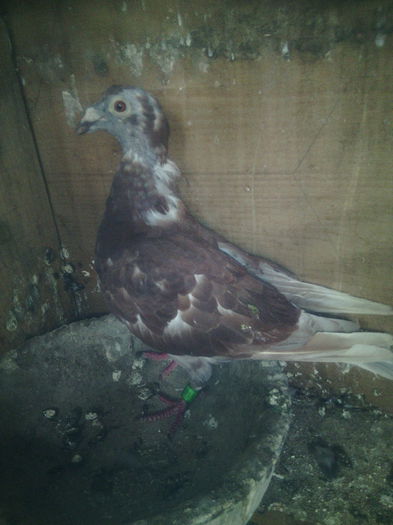 F-2014; in timp de naparlire
