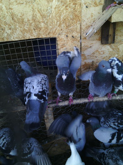 O parte din porumbeii