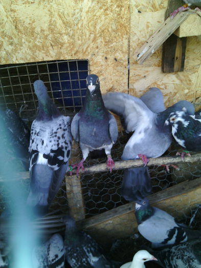 O parte din porumbeii