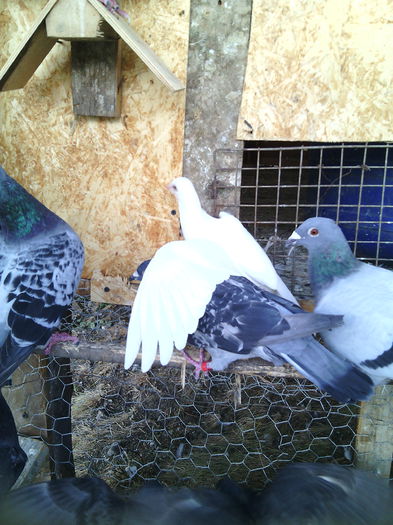 O parte din porumbeii