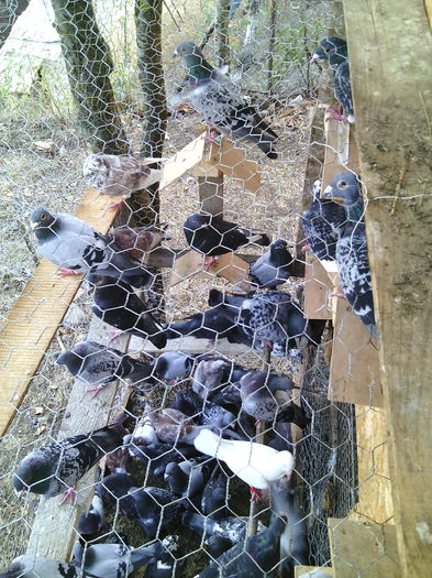 O parte din porumbeii