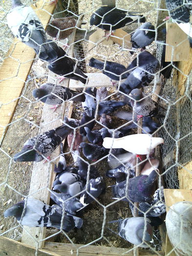 O parte din porumbeii