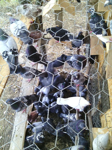 O parte din porumbeii