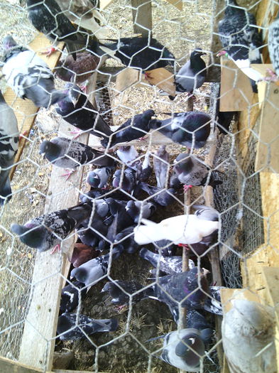 O parte din porumbeii