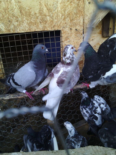 O parte din porumbeii