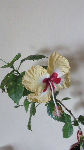003 - Hibiscusi 2015 1