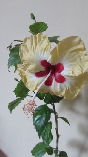 Silvya Goodman - Hibiscusi 2015 1