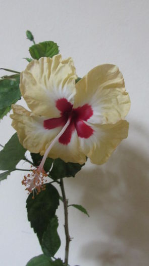 005 - Hibiscusi 2015 1