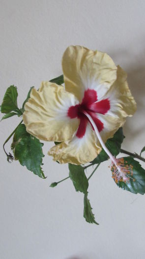 004 - Hibiscusi 2015 1