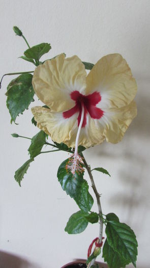 019 - Hibiscusi 2015 1