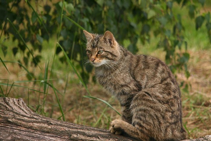 pisica-salbatica-europeana-Felis-silvestris-silvestris - pisica salbatica