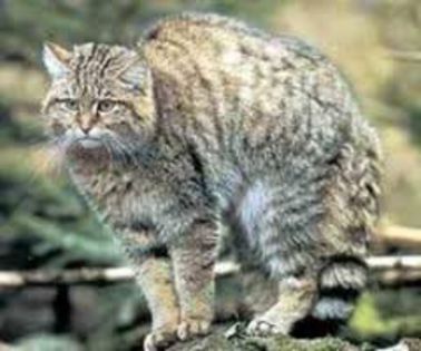 Pisica-salbatica-din-zona-Romanului--protejata-de-lege - pisica salbatica