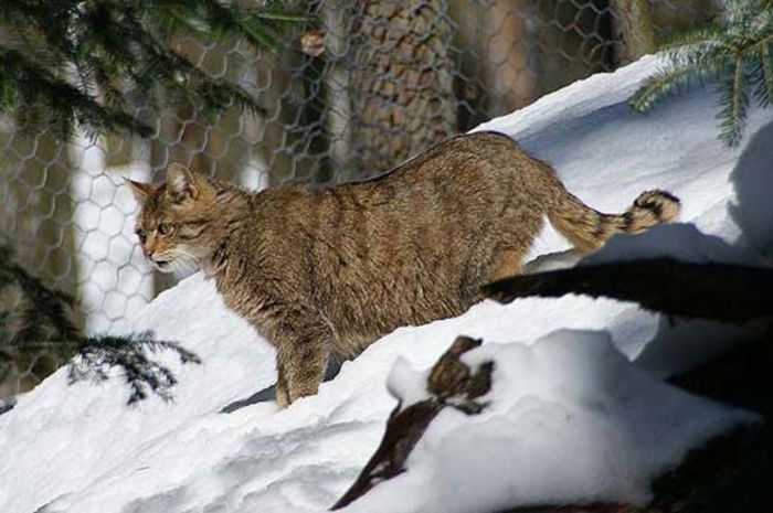felis-silvestris-pisica-salbatica-wild-cat - pisica salbatica