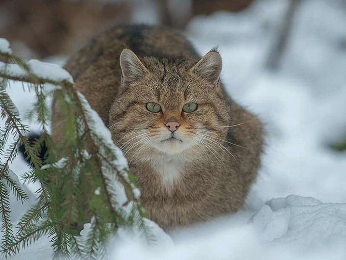 Felis-silvestris-800x600-2 - pisica salbatica