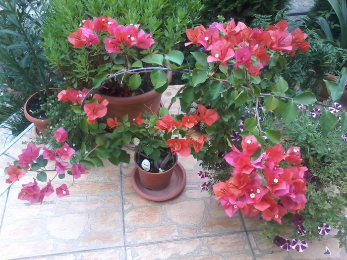 20150927_094921 - bougainvillea