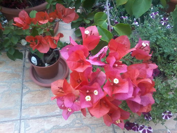 20150927_094928 - bougainvillea