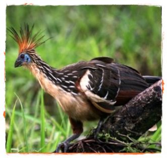 pasarea-rumegatoare-hoatzin