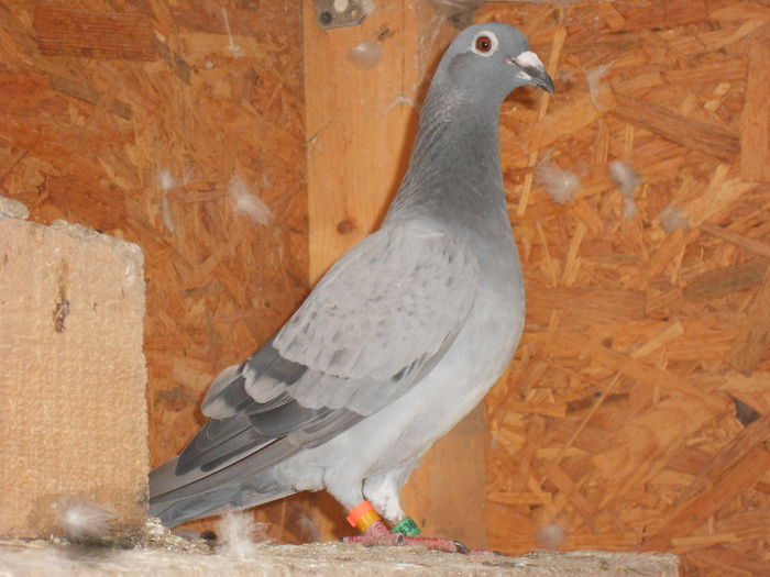 F 2011=0636054(Laban)