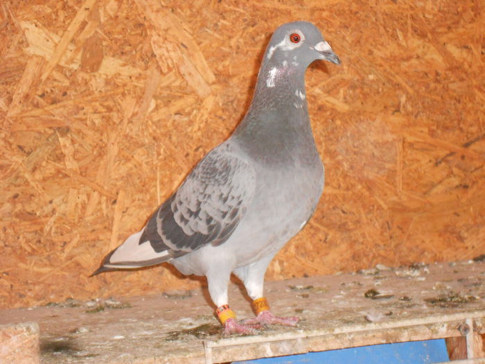 F 2014=0827232(mama Ukraina)