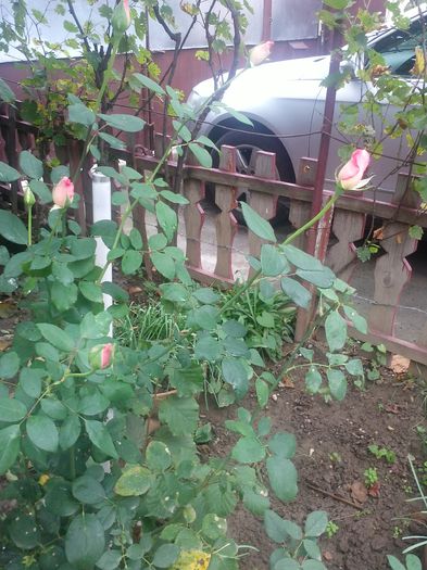 reinflorire roz inalt