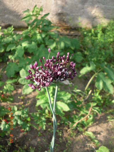 pur - flori - Gradina Casa si Plante Rare sau Deosebite pentru Sanatate2