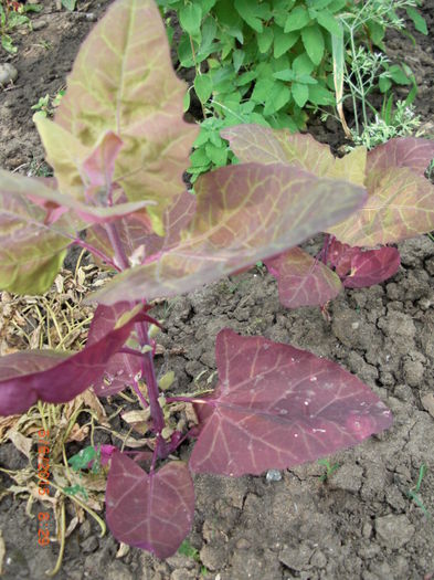 loboda rosie - Gradina Casa si Plante Rare sau Deosebite pentru Sanatate2