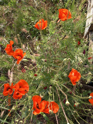 maci de camp - Gradina Casa si Plante Rare sau Deosebite pentru Sanatate2