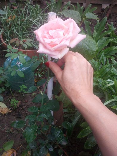 inflorire butas din roz i.alt - trandafiri 2015