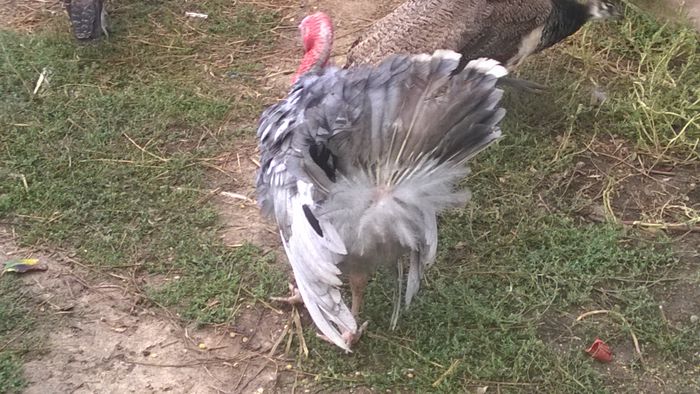 WP_20150927_003 - poze pentru Marius