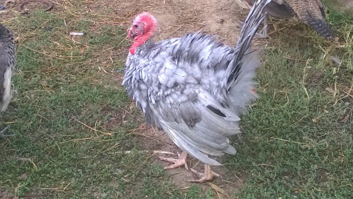 WP_20150927_004 - poze pentru Marius