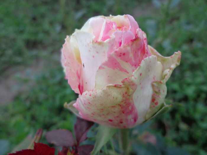 DSC00765 - Flori de trandafiri 2015