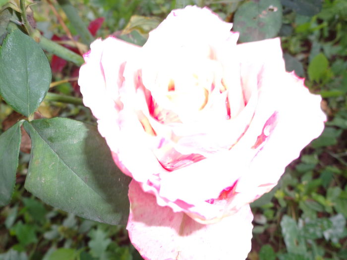 DSC00766 - Flori de trandafiri 2015