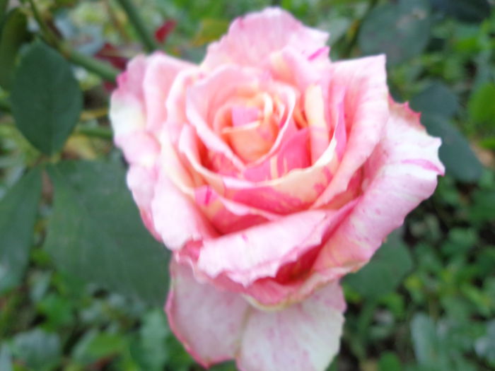 DSC00767 - Flori de trandafiri 2015