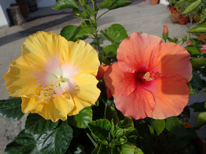 DSC00553 - HIBISCUS  2015