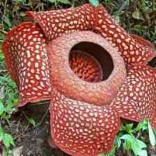 4_Rafflesia1 - Flori rare