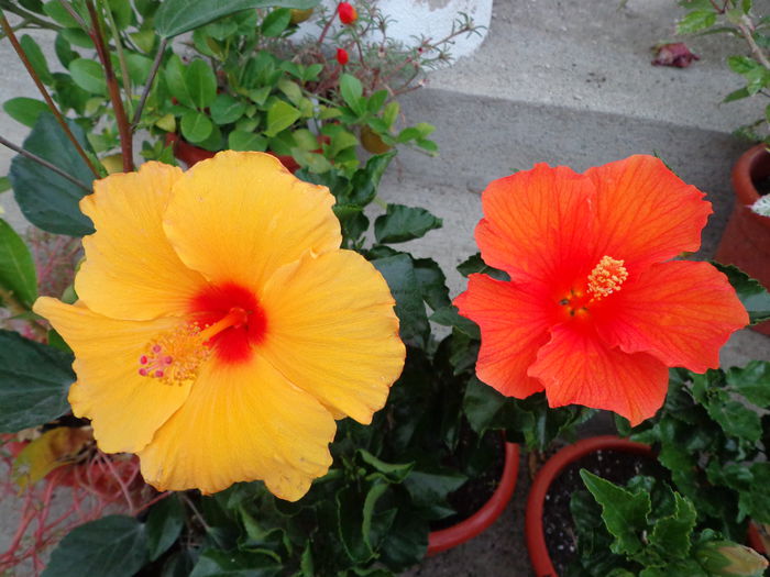 DSC00635 - HIBISCUS  2015