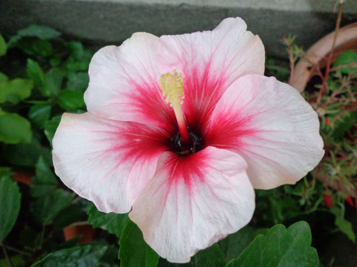 DSC00757 - HIBISCUS  2015