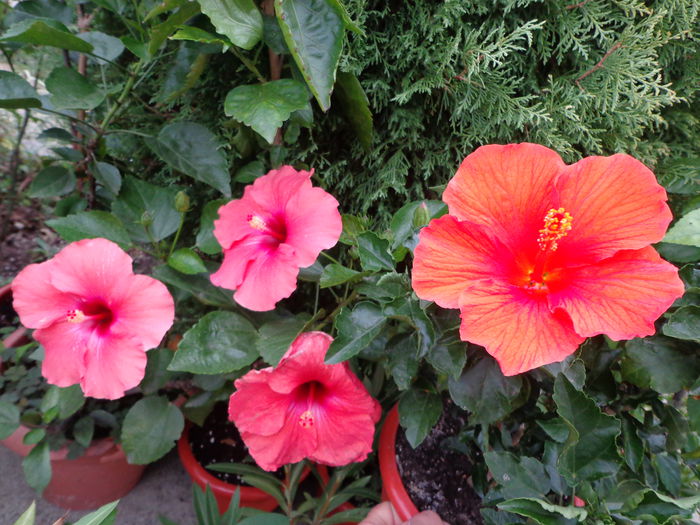 DSC00753 - HIBISCUS  2015