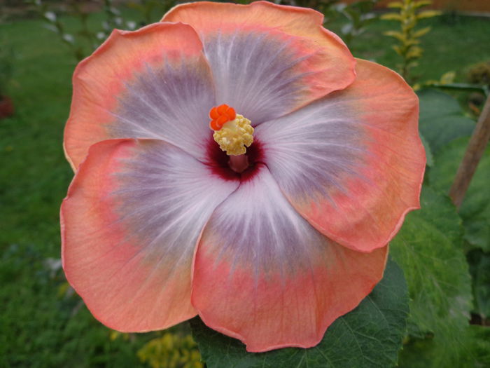 DSC00663 - HIBISCUS FIFTH  DIMENSION