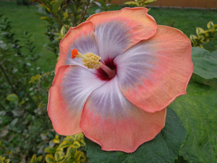 DSC00664 - HIBISCUS FIFTH  DIMENSION