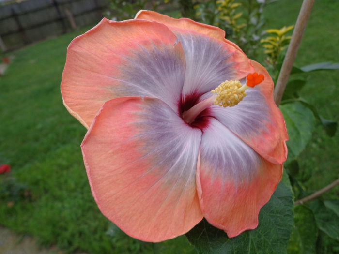 DSC00665 - HIBISCUS FIFTH  DIMENSION