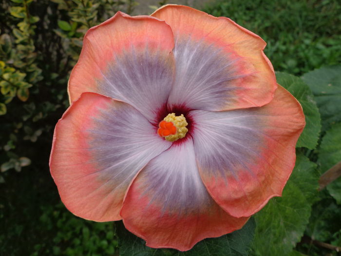 DSC00668 - HIBISCUS FIFTH  DIMENSION