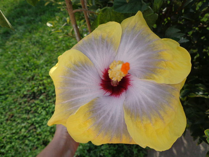 DSC00550 - HIBISCUS FIFTH  DIMENSION