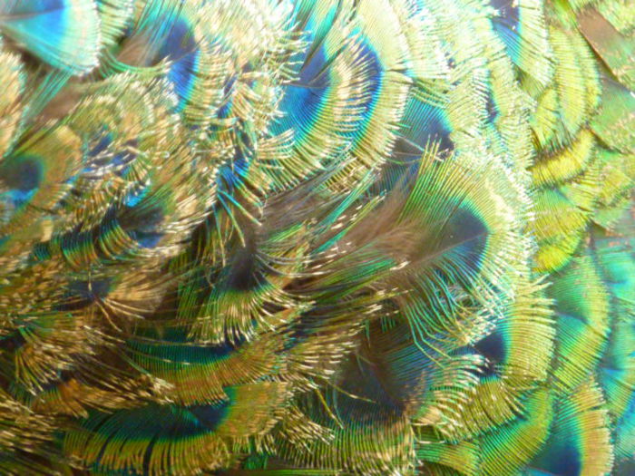 femela - paun verzi