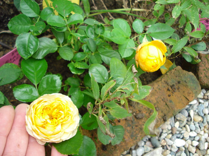 miniatura, Yellow Romantica, Meilland - Trandafiri 2015
