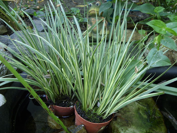 Acorus Gramineus Ogon