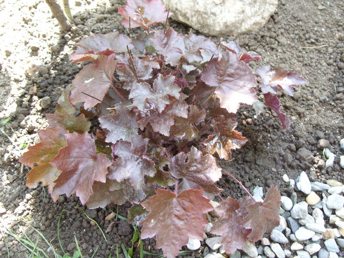 Heuchera micrantha - curtea